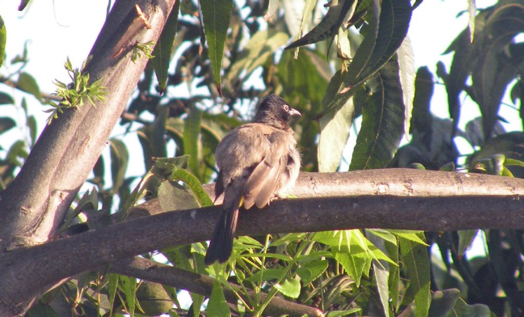 Pycnonotus cafer ad Acri (Israele)